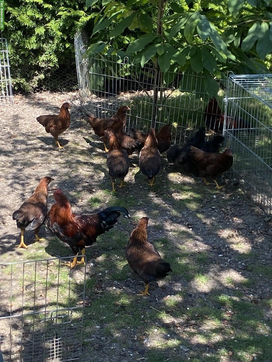 Zwerg Welsumer Hühner aus Naturbrut