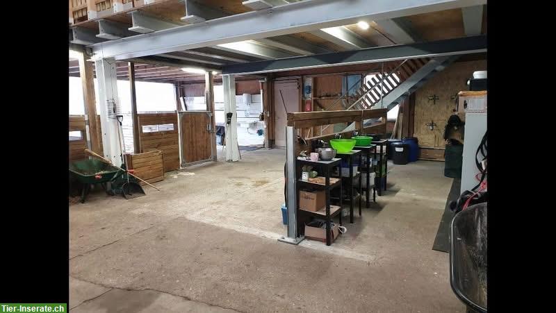 Bild 2: Offenstall für Wallache in Fisibach im Aargau