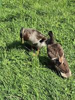 Laufenten und Erpel aus Naturbrut
