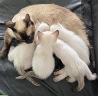 Junge Siam Kitten zu verkaufen