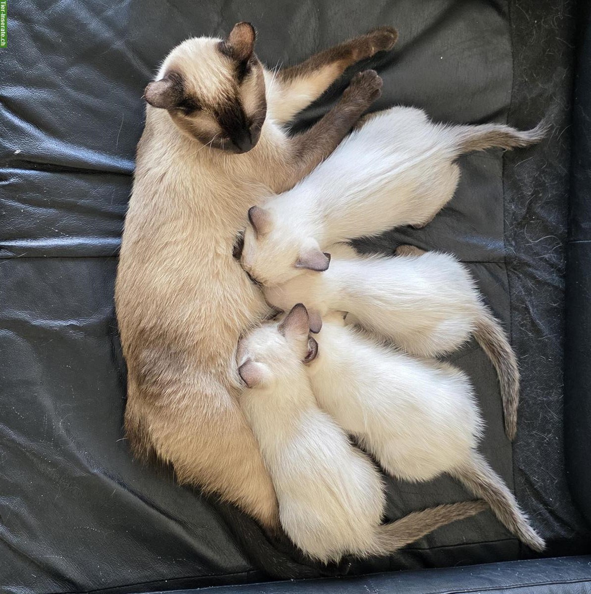 Bild 2: Junge Siam Kitten zu verkaufen