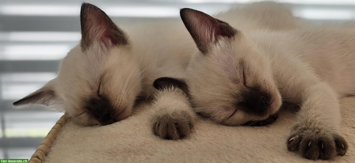 Bild 3: Junge Siam Kitten zu verkaufen