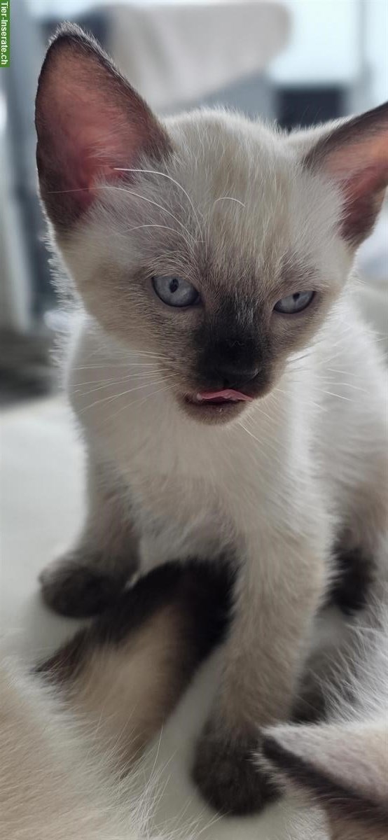 Bild 4: Junge Siam Kitten zu verkaufen
