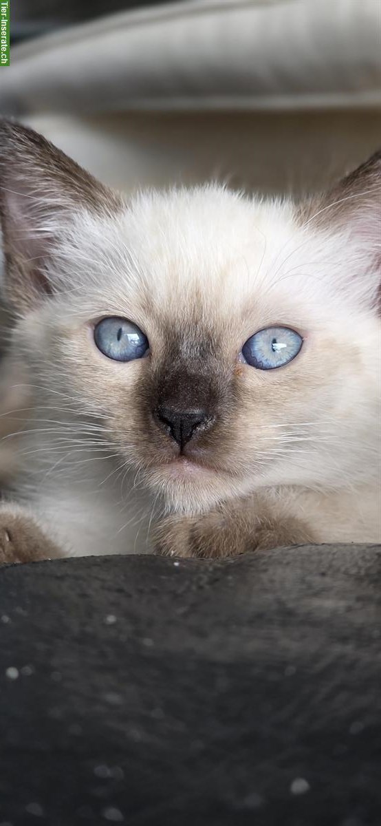 Bild 5: Junge Siam Kitten zu verkaufen
