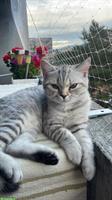 Britisch Kurzhaar Kitten zu verkaufen