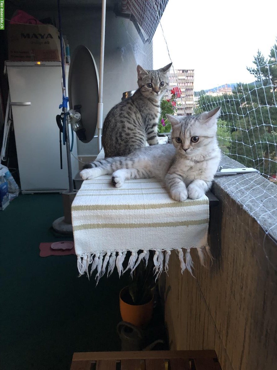 Bild 2: Britisch Kurzhaar Kitten zu verkaufen