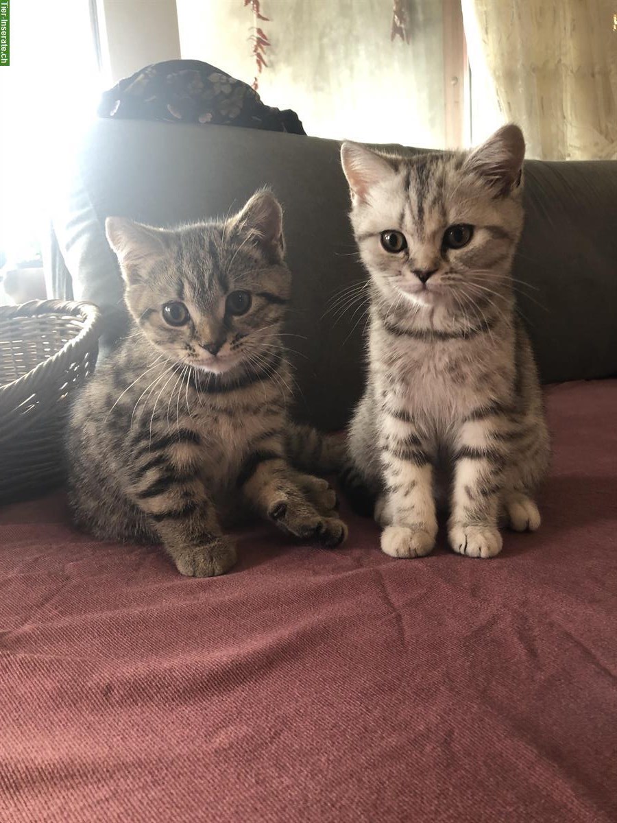 Bild 3: Britisch Kurzhaar Kitten zu verkaufen