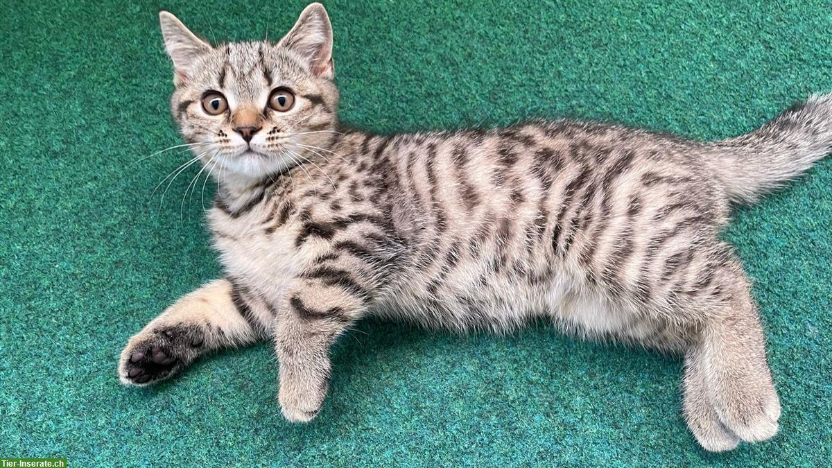 Bild 4: Britisch Kurzhaar Kitten zu verkaufen