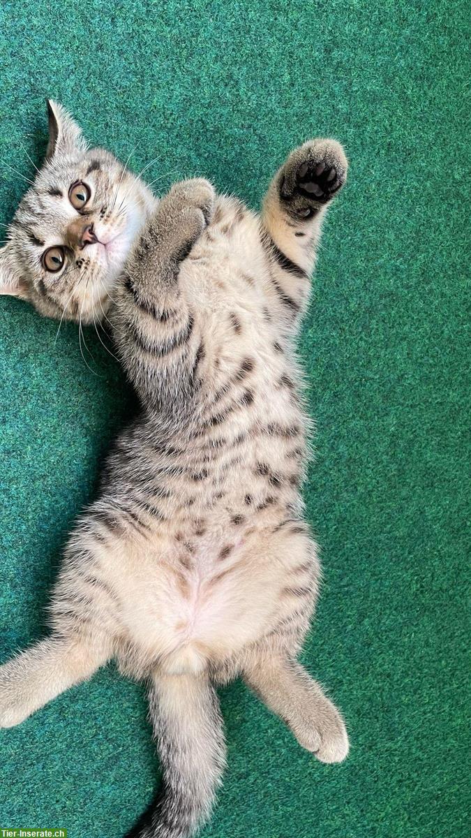 Bild 5: Britisch Kurzhaar Kitten zu verkaufen