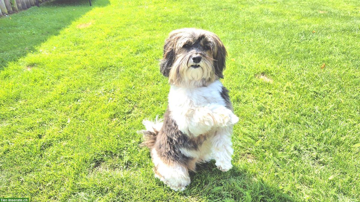 Sporty-Dogs | Hundekurse Jung-, Klein-, Familienhundekurse