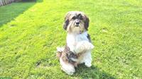Sporty-Dogs | Hundekurse Jung-, Klein-, Familienhundekurse