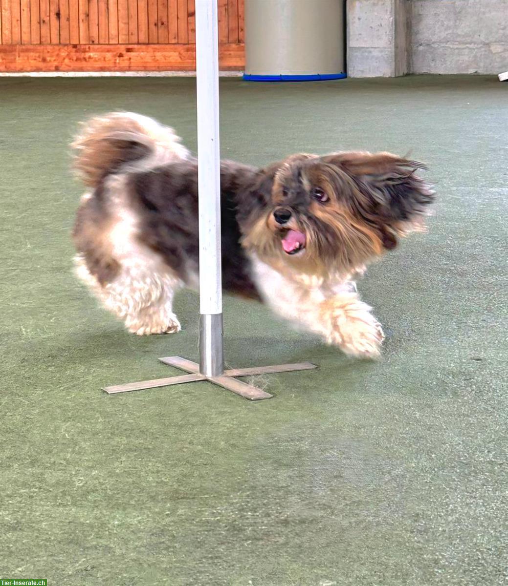 Bild 2: Hundekurse Jung-, Familienhundekurse