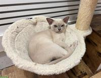 Burma Kater lilac sucht einen Lebensplatz