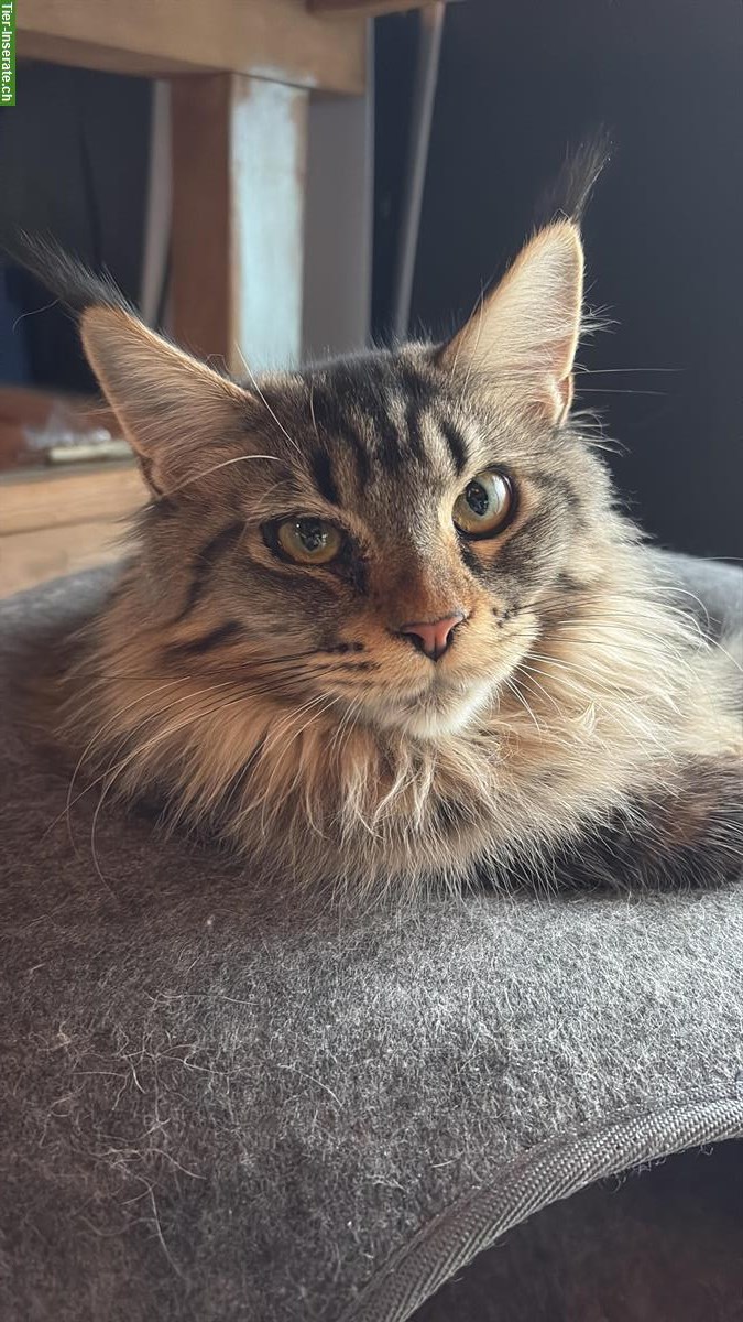 Roter Deckkater gesucht für unsere Maine Coon Dame