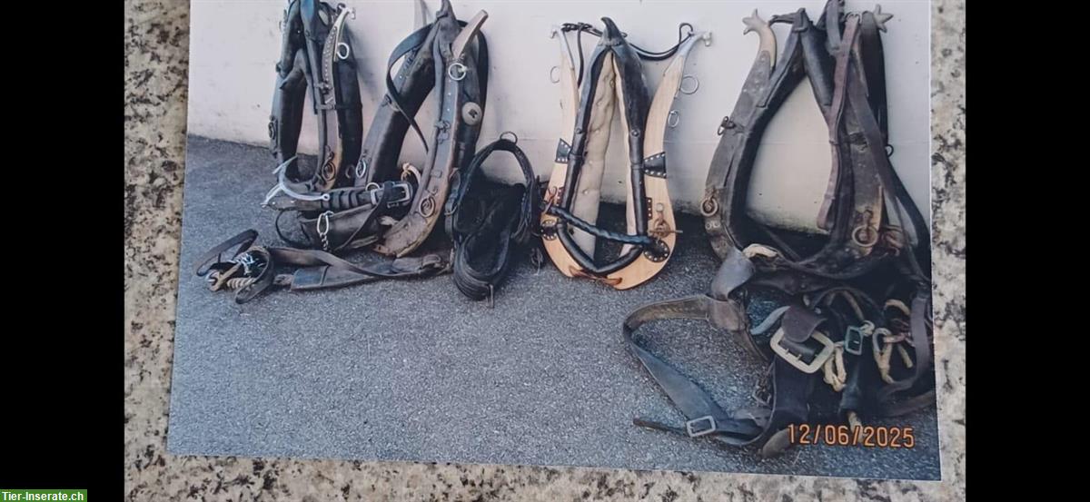 Bild 5: Diverses älteres Pferdezubehör GRATIS abzugeben
