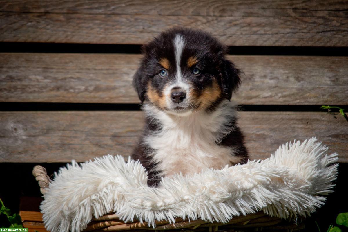 Australian Shepherd Welpen suchen passendes Zuhause