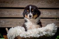 Australian Shepherd Welpen suchen passendes Zuhause