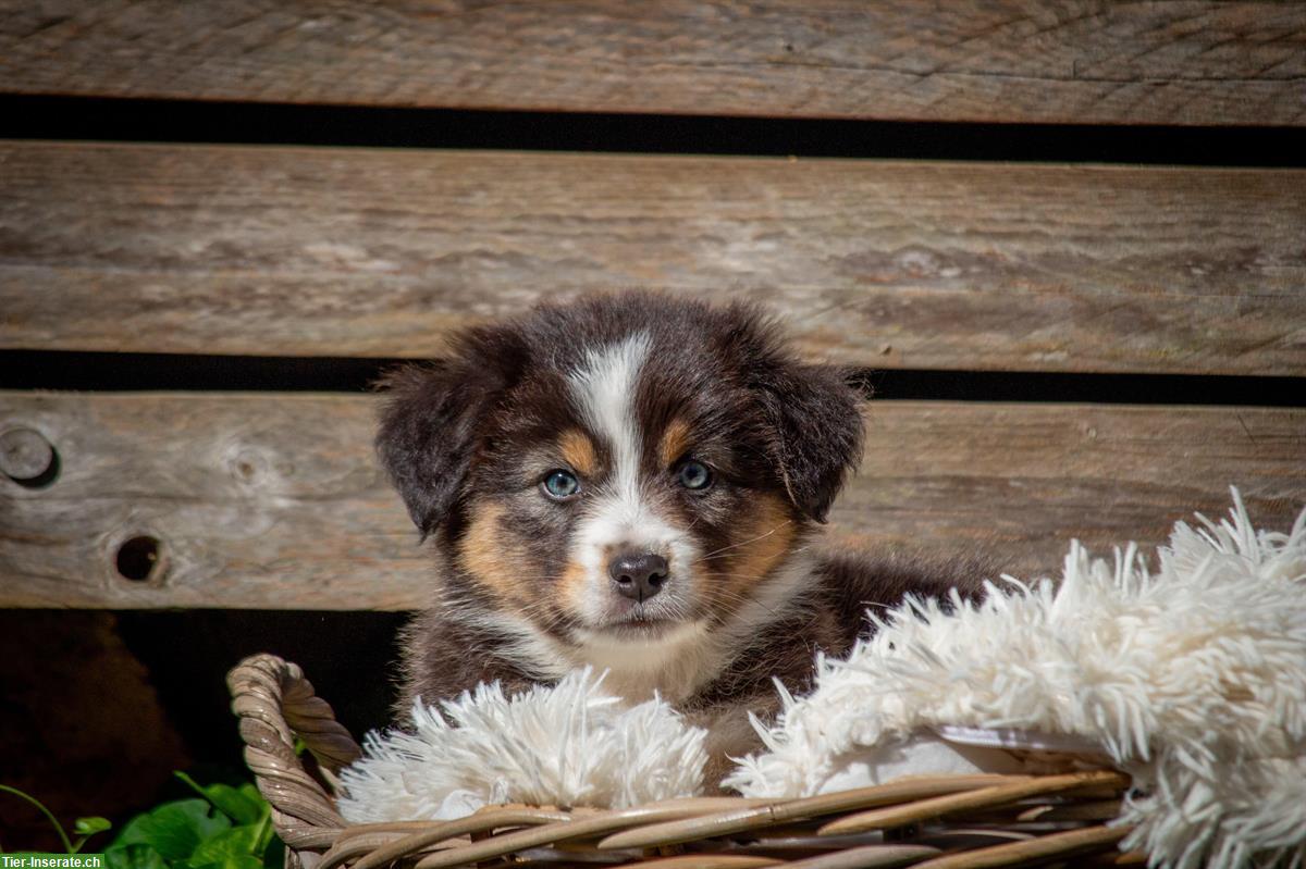 Bild 2: Australian Shepherd Welpen suchen passendes Zuhause