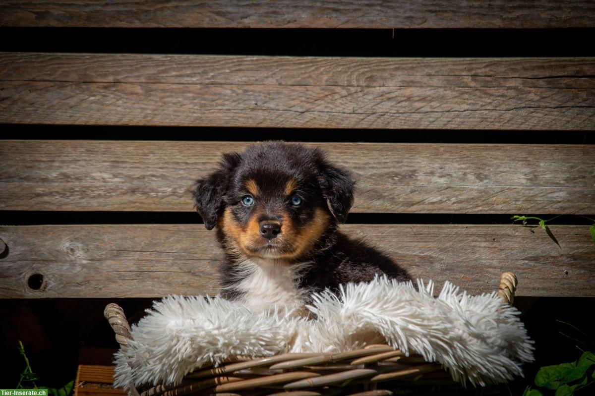 Bild 3: Australian Shepherd Welpen suchen passendes Zuhause