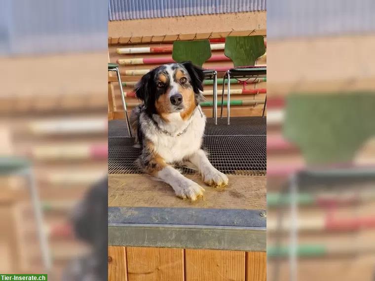 Bild 4: Australian Shepherd Welpen suchen passendes Zuhause