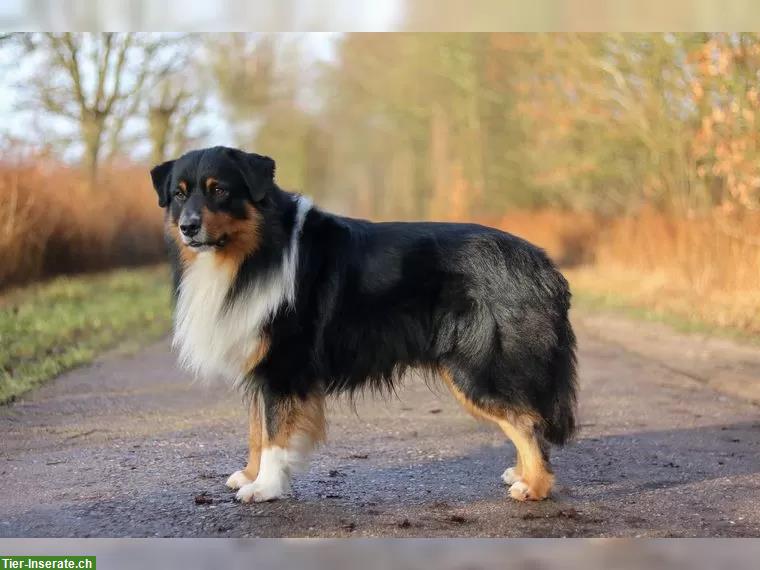 Bild 5: Australian Shepherd Welpen suchen passendes Zuhause