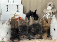 Löwenkopf Zwergkaninchen Babys zu verkaufen