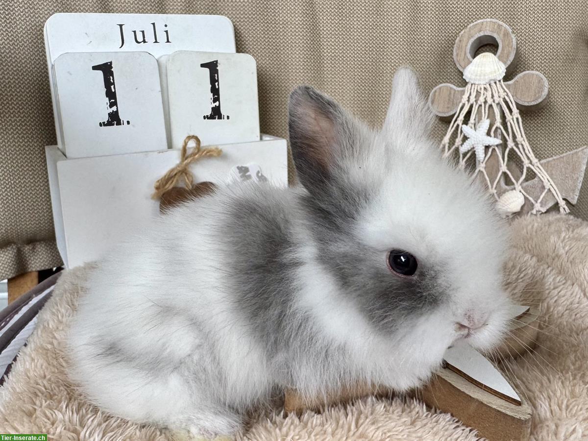 Bild 3: Löwenkopf Zwergkaninchen Babys zu verkaufen