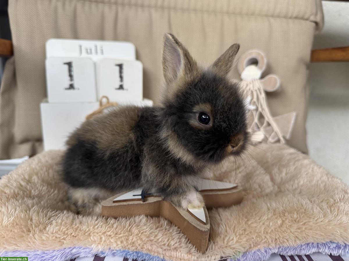 Bild 4: Löwenkopf Zwergkaninchen Babys zu verkaufen