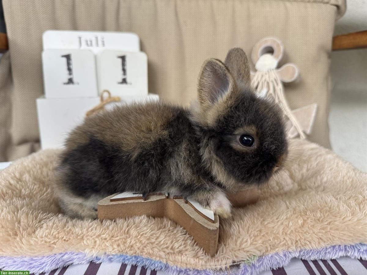 Bild 5: Löwenkopf Zwergkaninchen Babys zu verkaufen