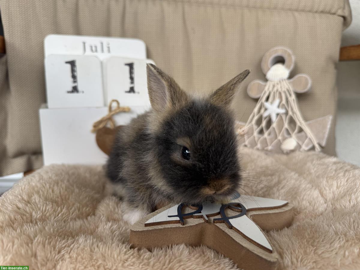 Bild 6: Löwenkopf Zwergkaninchen Babys zu verkaufen