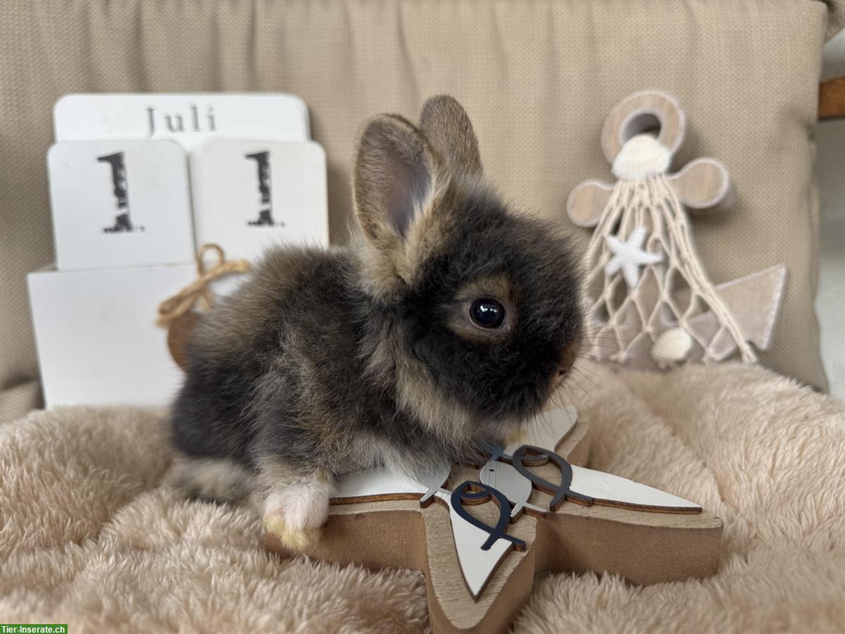 Bild 7: Löwenkopf Zwergkaninchen Babys zu verkaufen