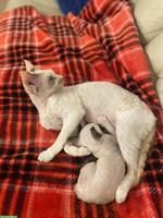 Devon Rex Katzen Mädchen zu verkaufen