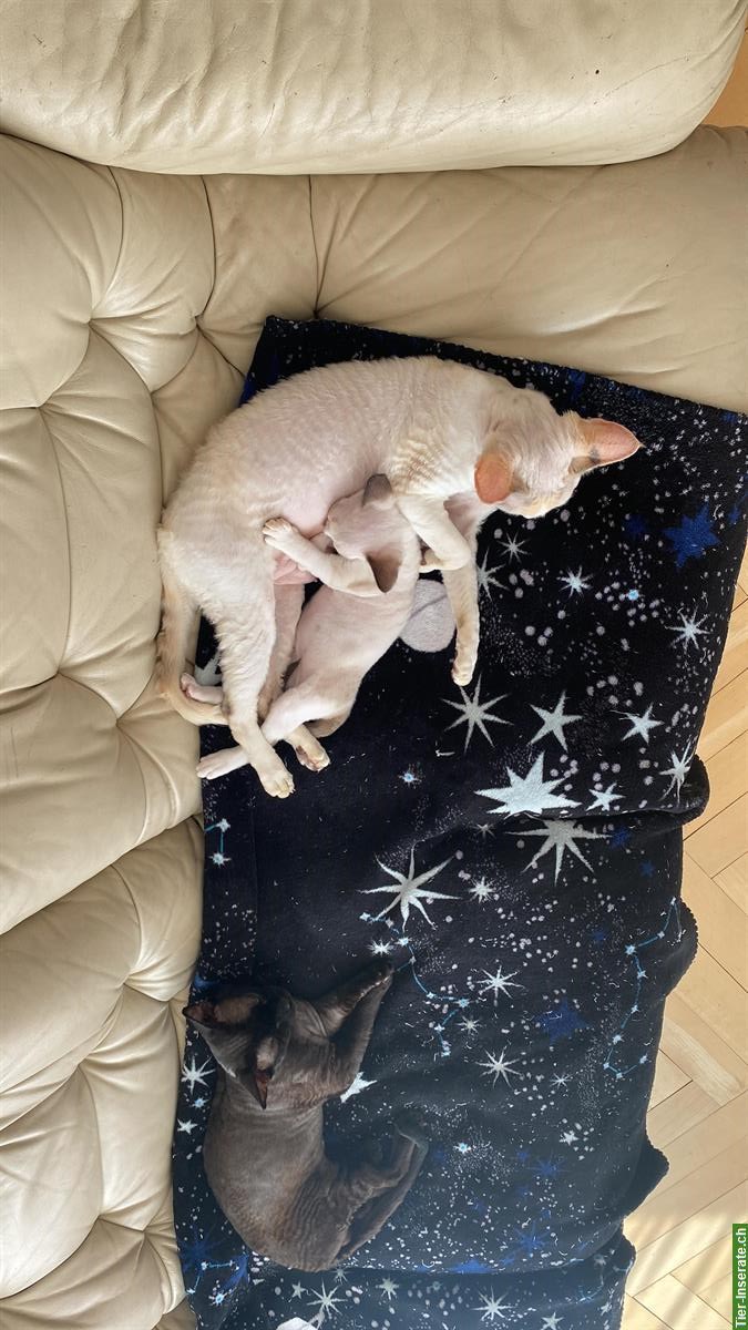 Bild 2: Devon Rex Katzen Mädchen zu verkaufen