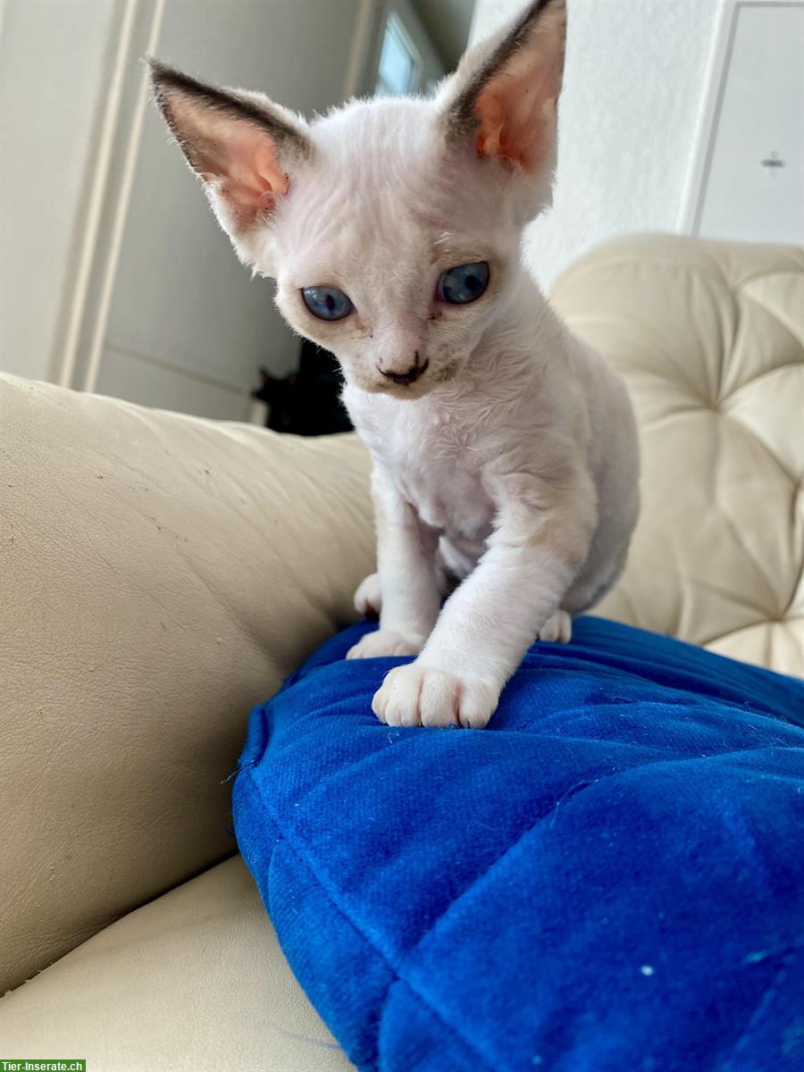 Bild 3: Devon Rex Katzen Mädchen zu verkaufen
