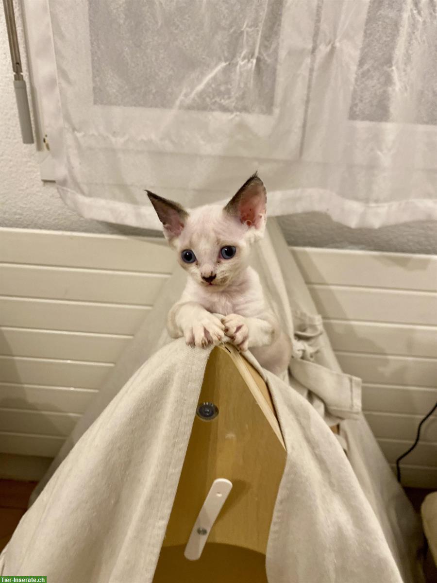 Bild 4: Devon Rex Katzen Mädchen zu verkaufen