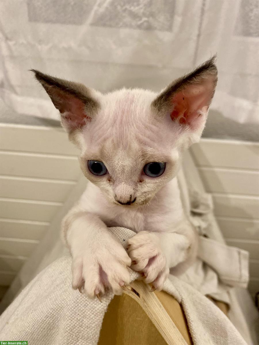 Bild 5: Devon Rex Katzen Mädchen zu verkaufen