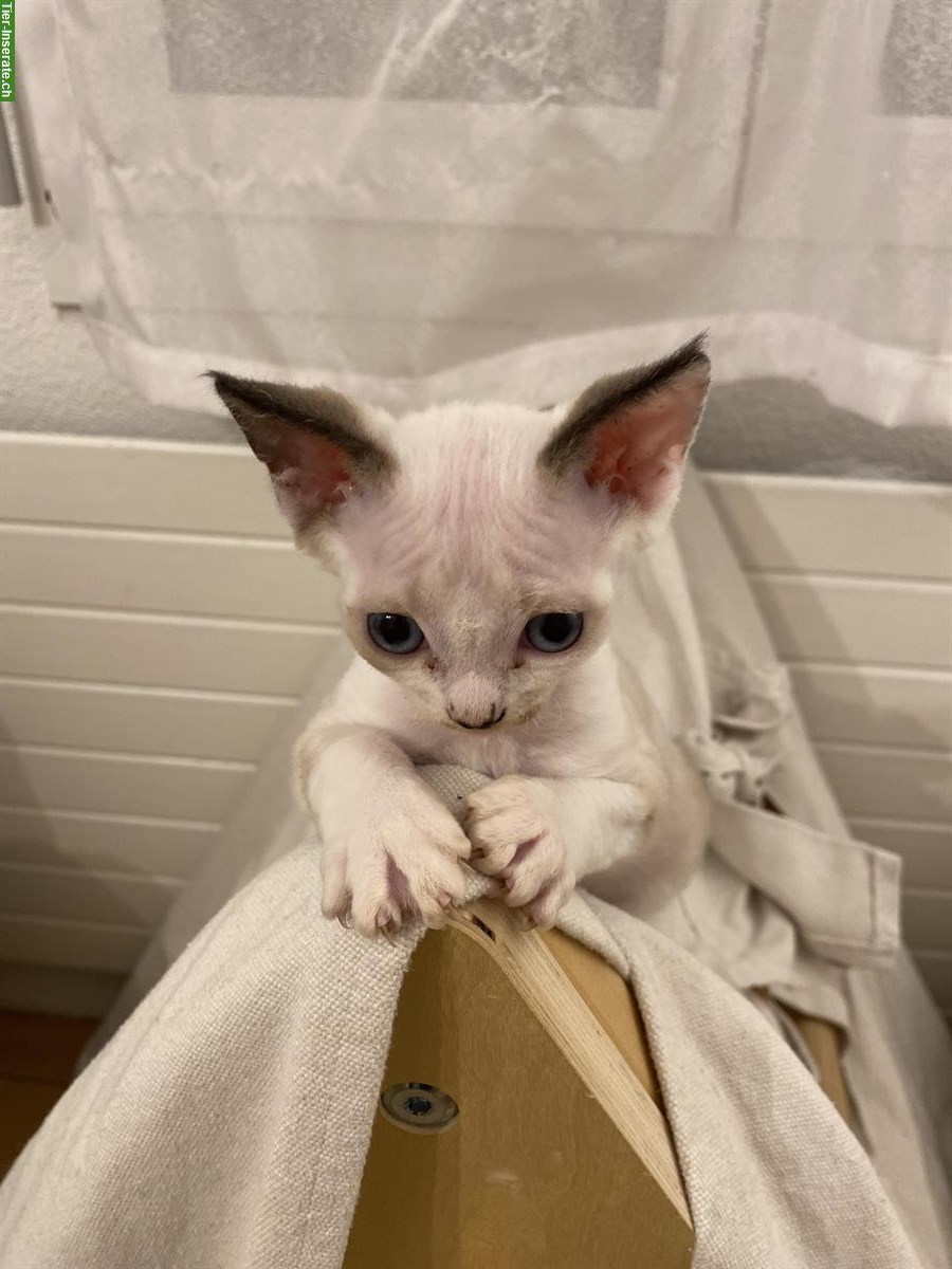 Bild 6: Devon Rex Katzen Mädchen zu verkaufen