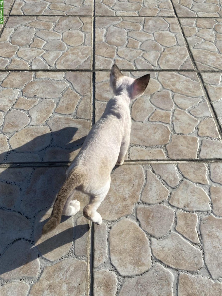 Bild 8: Devon Rex Katzen Mädchen zu verkaufen