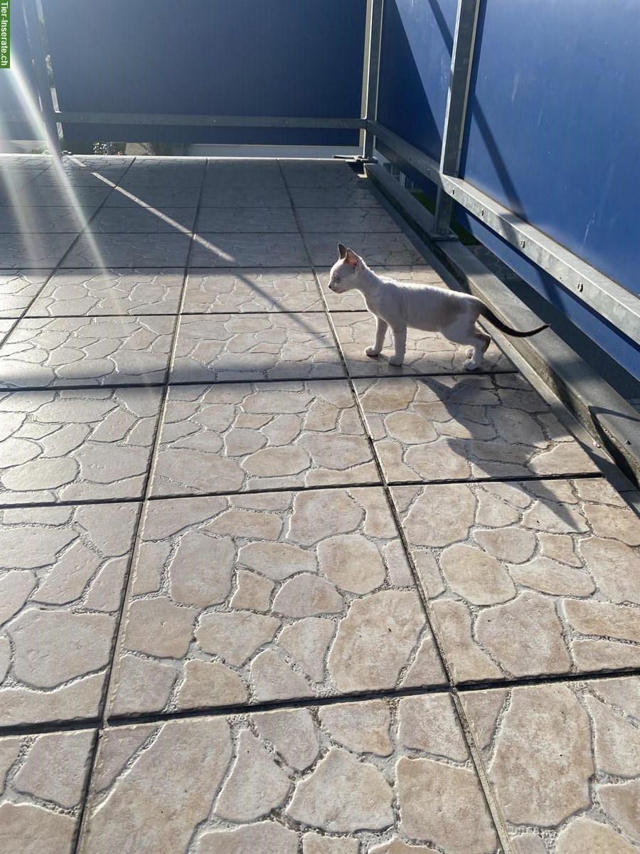 Bild 9: Devon Rex Katzen Mädchen zu verkaufen