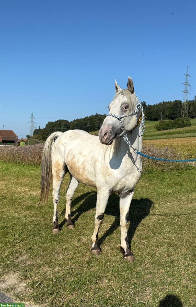 Liebenswerter 4-jähriger Appaloosa Wallach zu verkaufen