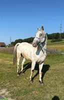 Liebenswerter 4-jähriger Appaloosa Wallach zu verkaufen