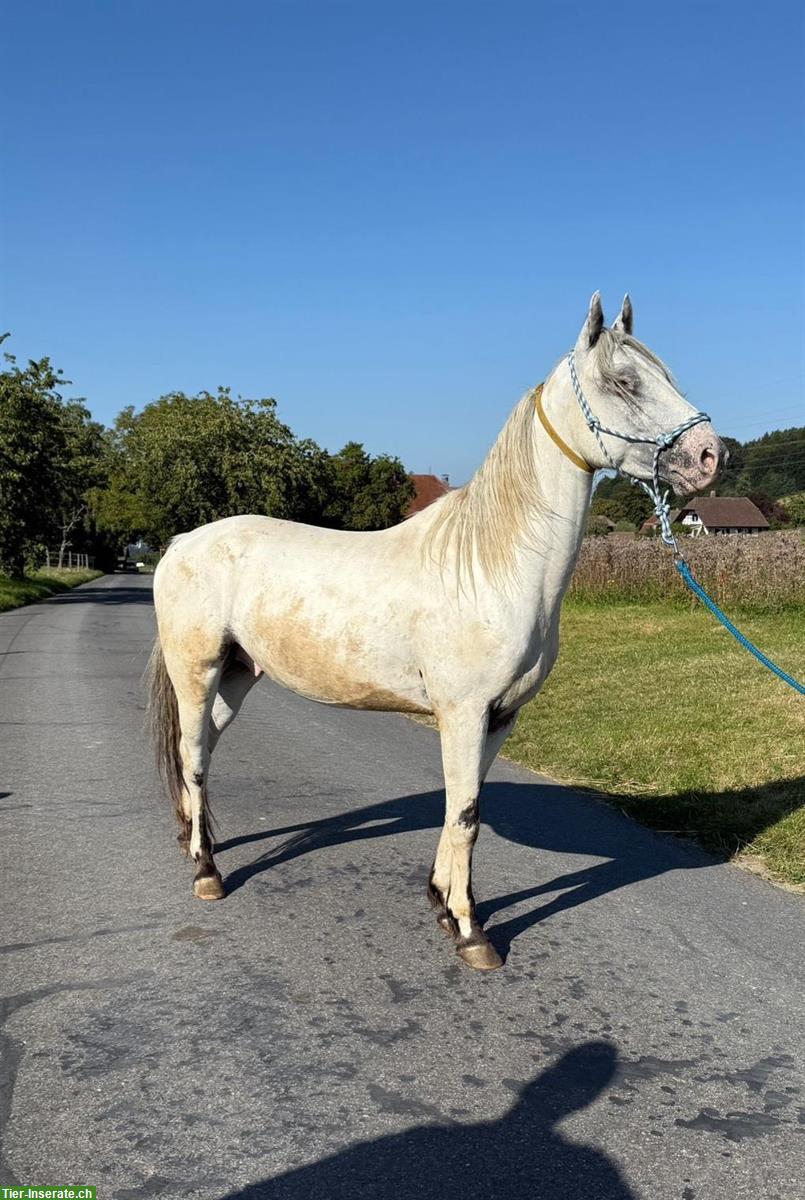 Bild 2: Liebenswerter 4-jähriger Appaloosa Wallach zu verkaufen