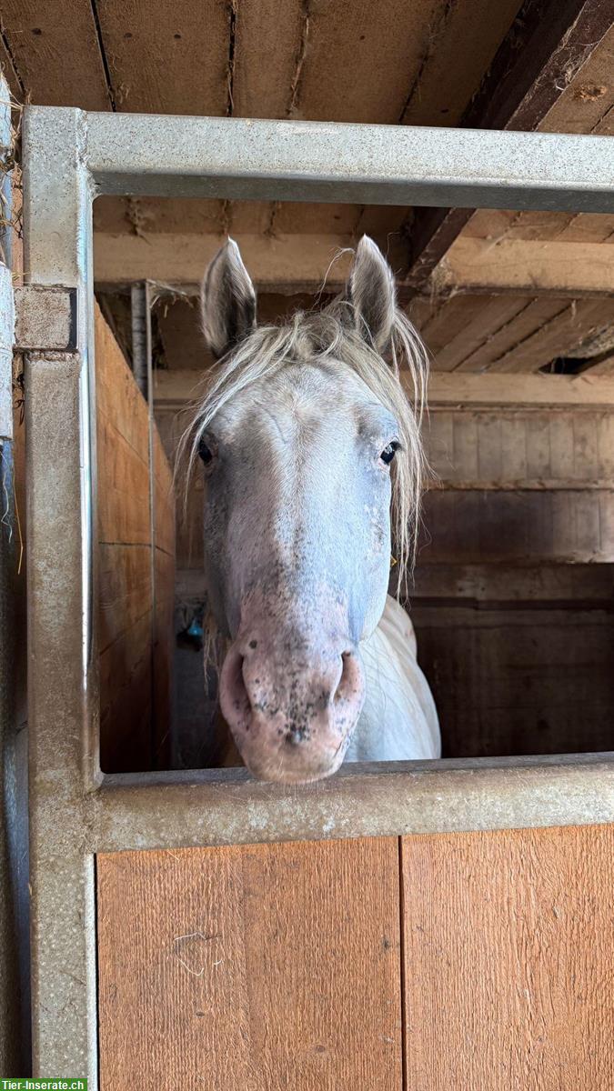 Bild 3: Liebenswerter 4-jähriger Appaloosa Wallach zu verkaufen
