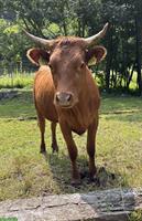 Dexter Rinder mit Horn