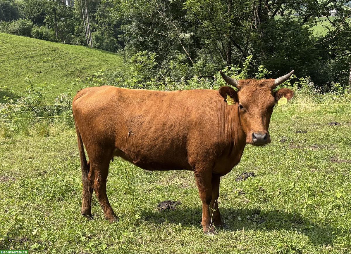 Bild 3: Dexter Rinder mit Horn