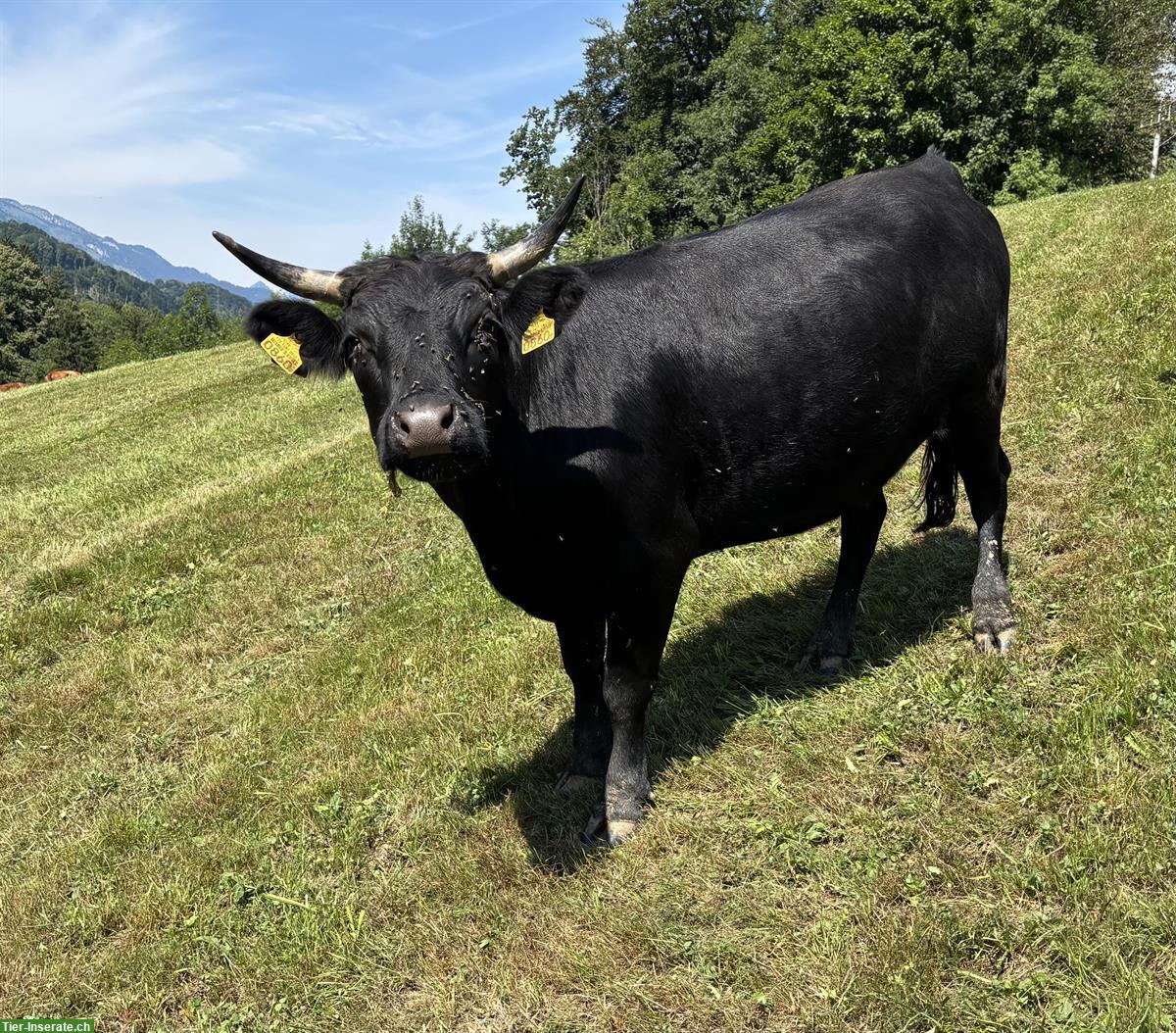 Bild 4: Dexter Rinder mit Horn