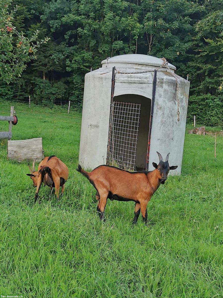 Gemsfarbiger Gebirgsziegenbock zu verkaufen