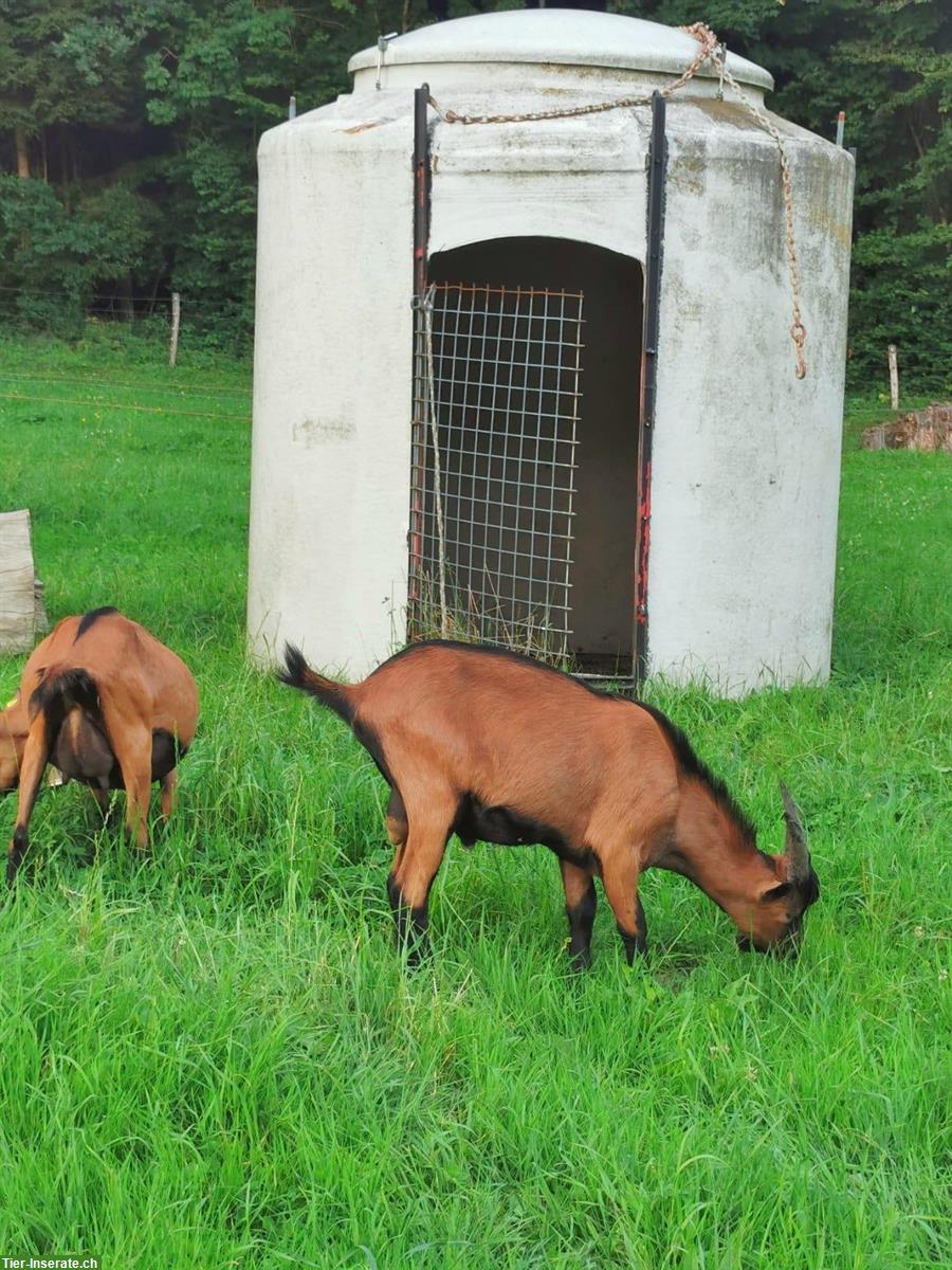 Bild 2: Gemsfarbiger Gebirgsziegenbock zu verkaufen