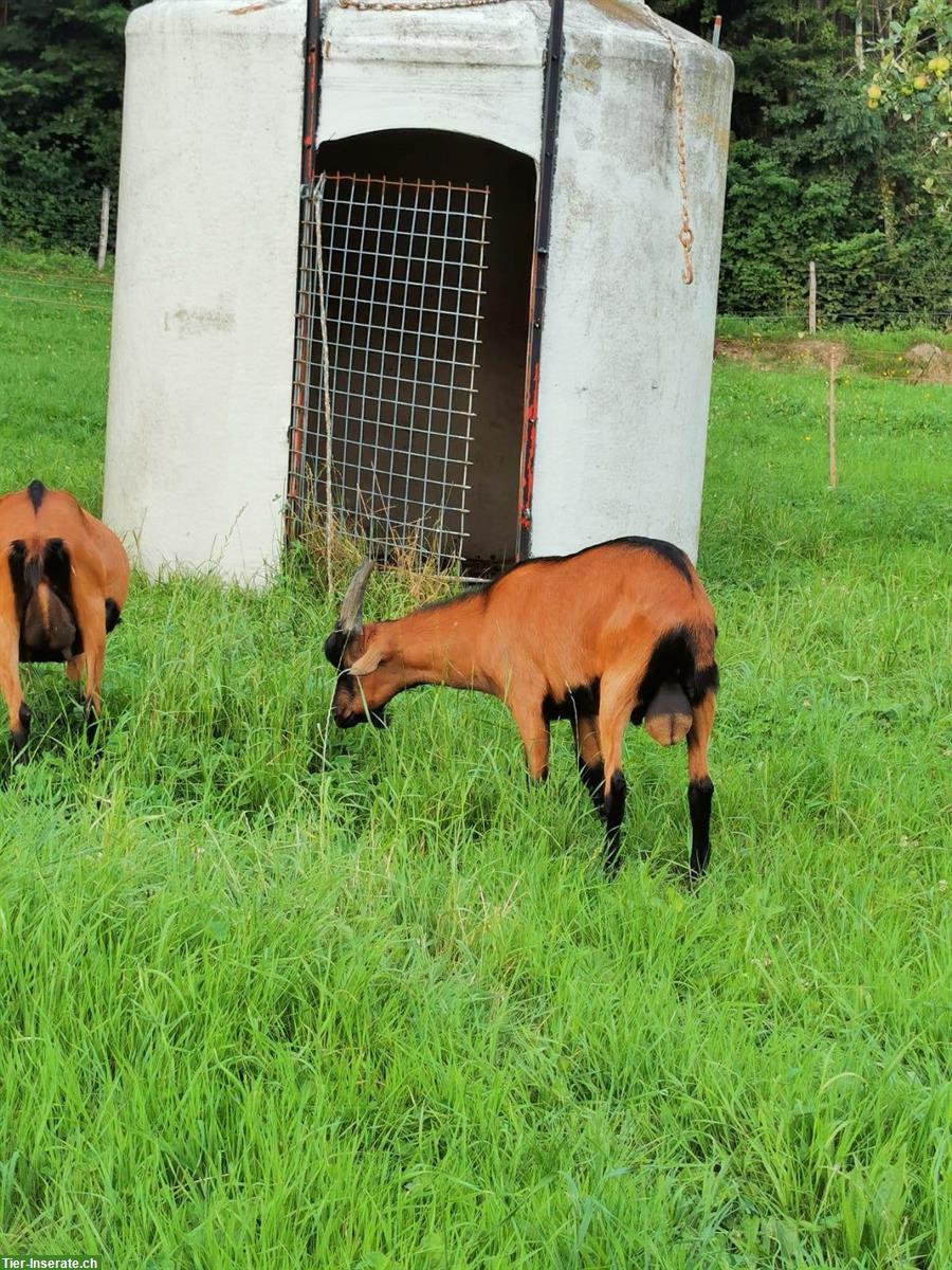 Bild 3: Gemsfarbiger Gebirgsziegenbock zu verkaufen