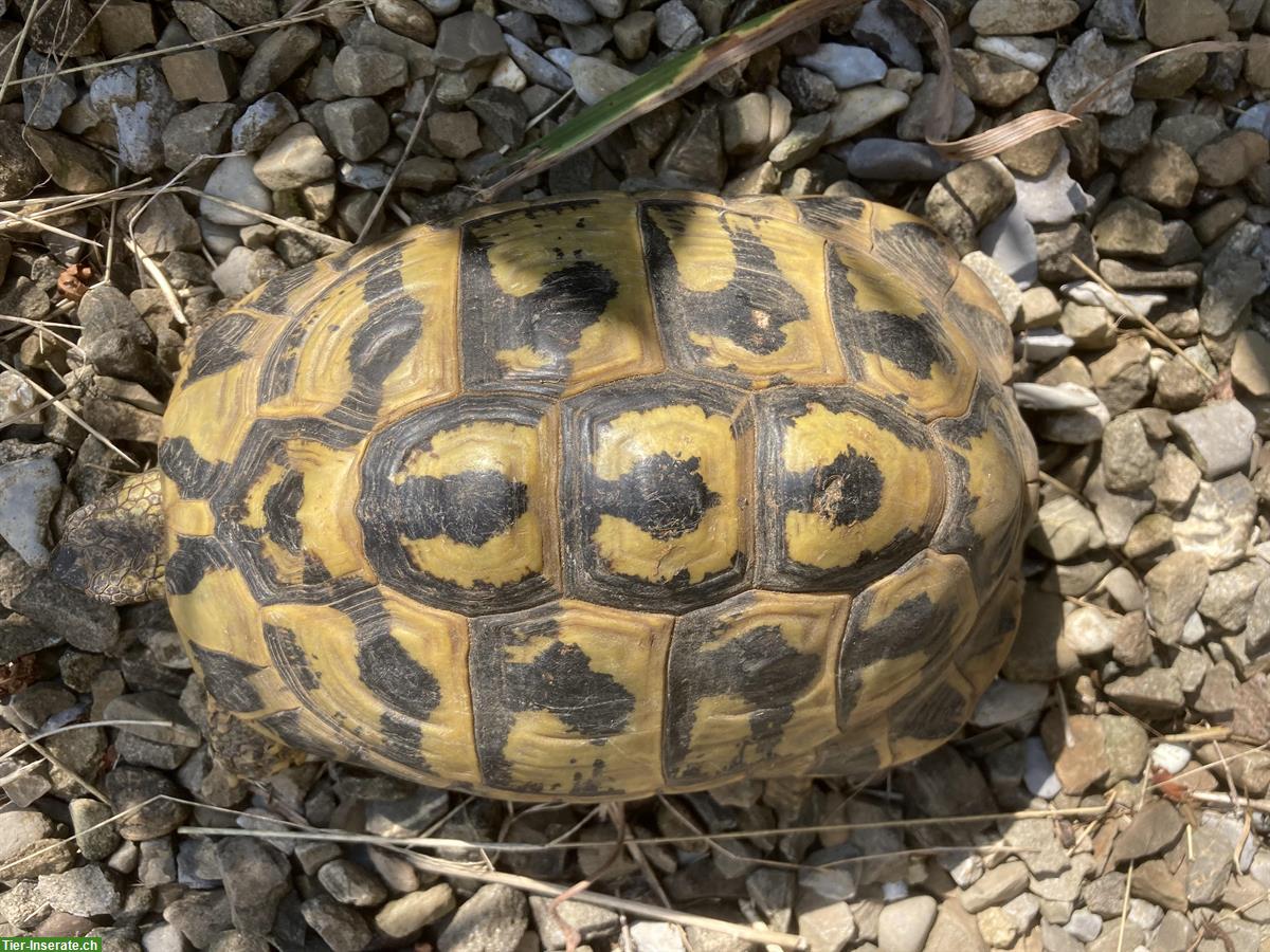Griechische Landschildkröten 28 Jahre zu verkaufen